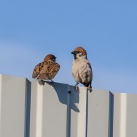 Разборки :: Владимир Иванович Разборки :: Владимир Иванович