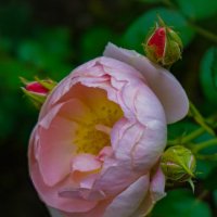 Роза :: Ольга 