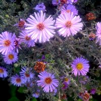 Осеннее :: Елена Семигина