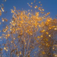 Осеннее небо :: Елена Семигина