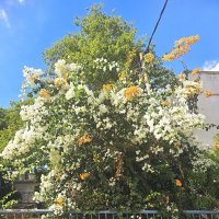 Цветущий октябрь :: Аркадий Басович