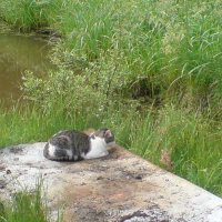 Прощание с летом :: Виктор Никитенко