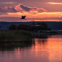 Домой :: Владимир 