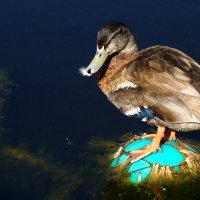 Утя :: kolyeretka 