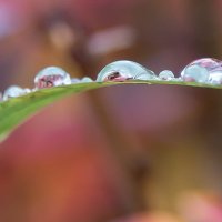 *** :: Владимир Безбородов