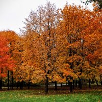 Ещё не отговорила роща золотая,,) :: Анатолий Колосов
