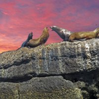 Сивучи в Невельске :: ИРЭН@ .