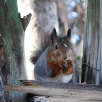 Белка :: ирина 