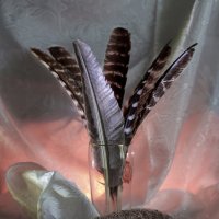 кто перья потерял? :: Владимир Зеленцов