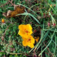 Неразлучные! :: Надежда Неразлучные! :: Надежда