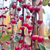 Птичья вишня :: Наталья 