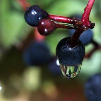 Капля :: Oleg S