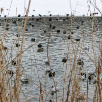 У полыньи :: Игорь Протасов