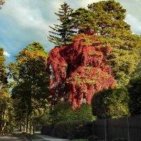 осень :: ИННА ПОРОХОВА