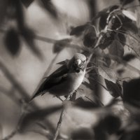 Autumn sounds :: AL Reborn 