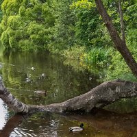 Летние пейзажи Елагина острова. :: Лилия *