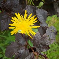 Я солнышко! :: Лилия *