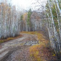 Березы :: Сергей Никифоров Березы :: Сергей Никифоров