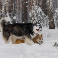 Лесные нимфы :: ARTEseniya Кристина Вальтер