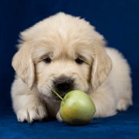 Юная модель :: ARTEseniya Кристина Вальтер