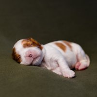 Садкие сны :: ARTEseniya Кристина Вальтер