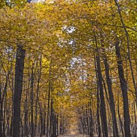 Серебряный Бор. Лиственничная аллея. :: Сергей Фомичев