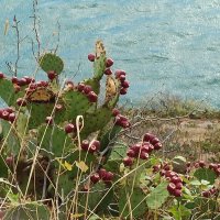 Опунция. Дикий кактус Крымских гор. :: Галина 