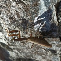 Крымский богомольчик :: Галина 