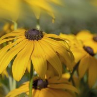 Из солнечного августа. :: Bosanat 