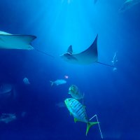 Космос земли :: Grishkov S.M.