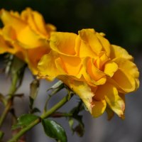 Видимо солнечного света не хватало, а тут роза желтая... :: Дмитрий А