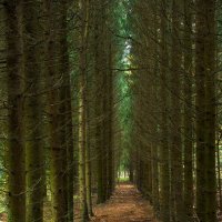 Тропинка... :: Олег Алексеев Тропинка... :: Олег Алексеев