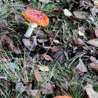 Но грибник, ты не шути, Ядовит он, берегись. Не смотри, не говори, :: "The Natural World" Александер Но грибник, ты не шути, Ядовит он, берегись. Не смотри, не говори, :: "The Natural World" Александер