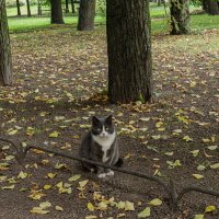 В саду :: Ирина Соловьёва