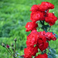 они на радость нам даны :: Олег Лукьянов они на радость нам даны :: Олег Лукьянов