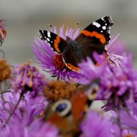 пары октябрьских бабочек 2 :: Александр Прокудин пары октябрьских бабочек 2 :: Александр Прокудин