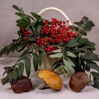 Дары леса :: Людмила Павловна Крышковец