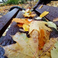 *** :: Любимова Ольга 