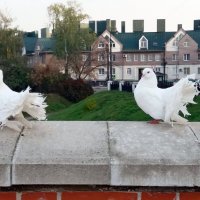 Голуби :: Galina Solovova Голуби :: Galina Solovova