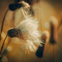 *** :: Виктор Иванович Чернюк