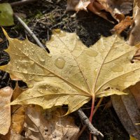 ***следы дождя*** :: Olga Oskolkova