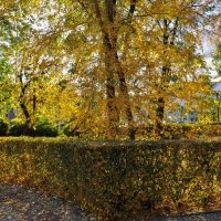 Золотые брызги осени :: Татьяна Машошина