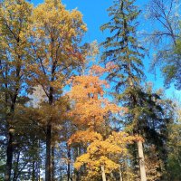 Осень :: Сапсан 