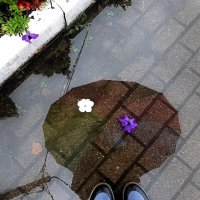 Луж много, только выбирай. :: Татьяна Помогалова Луж много, только выбирай. :: Татьяна Помогалова