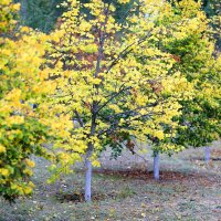 Осень :: Андрей Л. В. Осень :: Андрей Л. В.