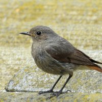 На крыше :: Natali 