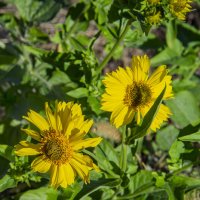 Жёлтые :: Анатолий Чикчирный