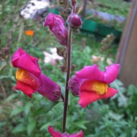 Красавчик :: Людмила Смородинская