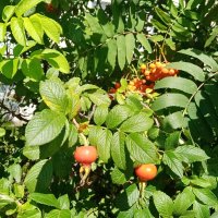 Плоды. :: Владимир Драгунский