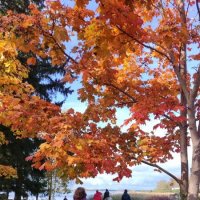 Прогулка в золотую осень. :: Ольга 